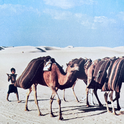 Animals Helping People (National Geographic Books for Young Explorers)