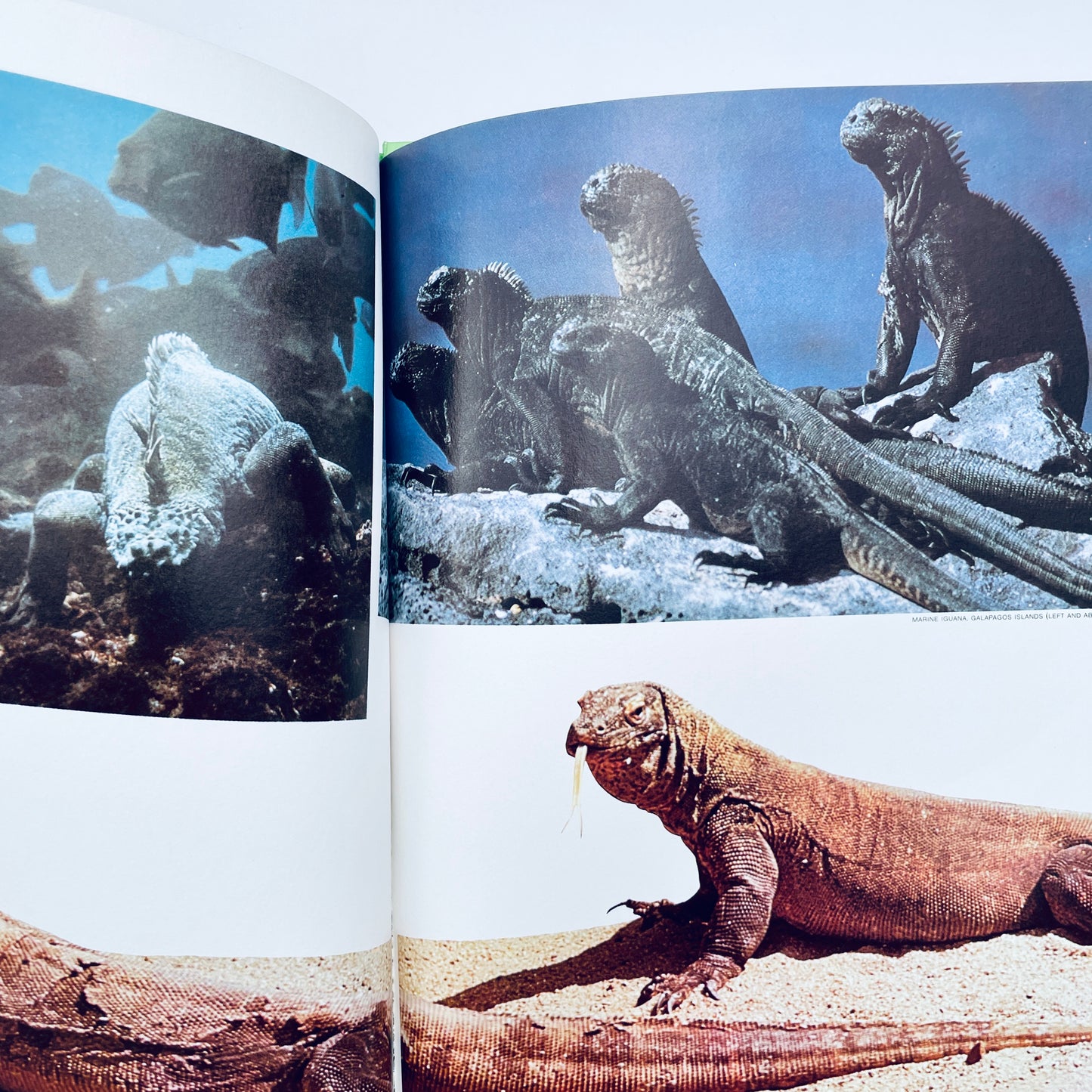 Creepy Crawly Things (National Geographic Books for Young Explorers)