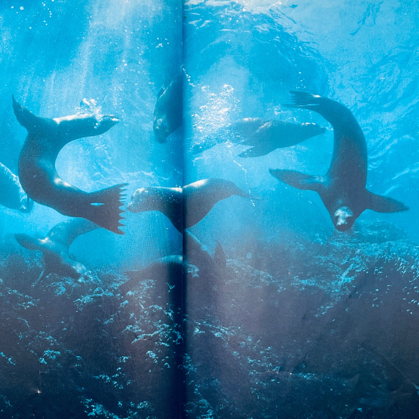 The Wonderful World of Seals and Whales (National Geographic Books for Young Explorers)