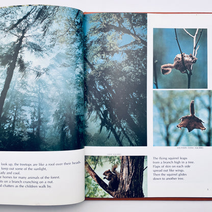 A Day in the Woods (National Geographic Books for Young Explorers)