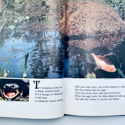 Explore a Spooky Swamp (National Geographic Books for Young Explorers)