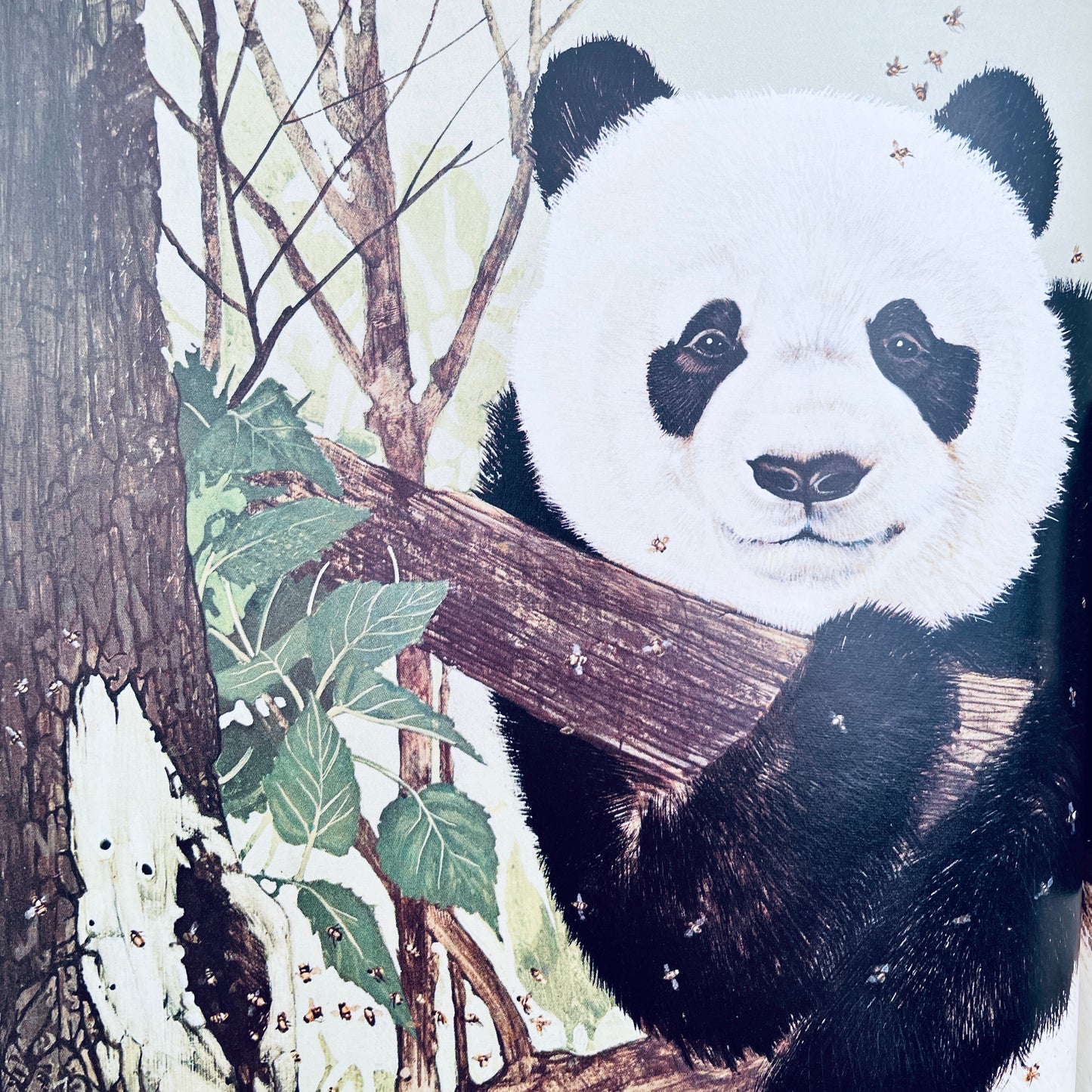 Pandas (National Geographic Books for Young Explorers)