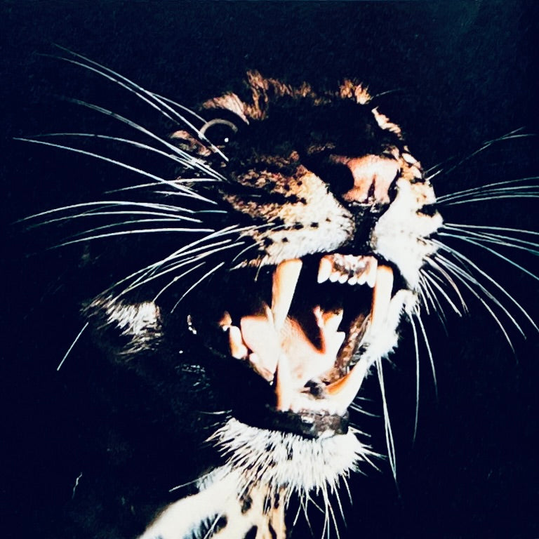 Creatures of the Night (National Geographic Books for Young Explorers)