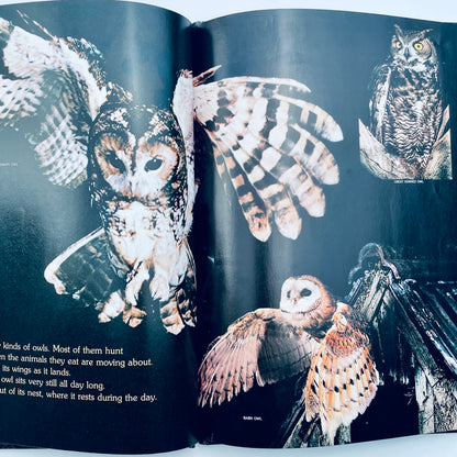 Creatures of the Night (National Geographic Books for Young Explorers)