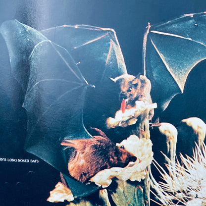 Creatures of the Night (National Geographic Books for Young Explorers)