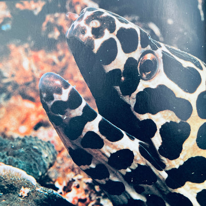 Creatures of the Night (National Geographic Books for Young Explorers)