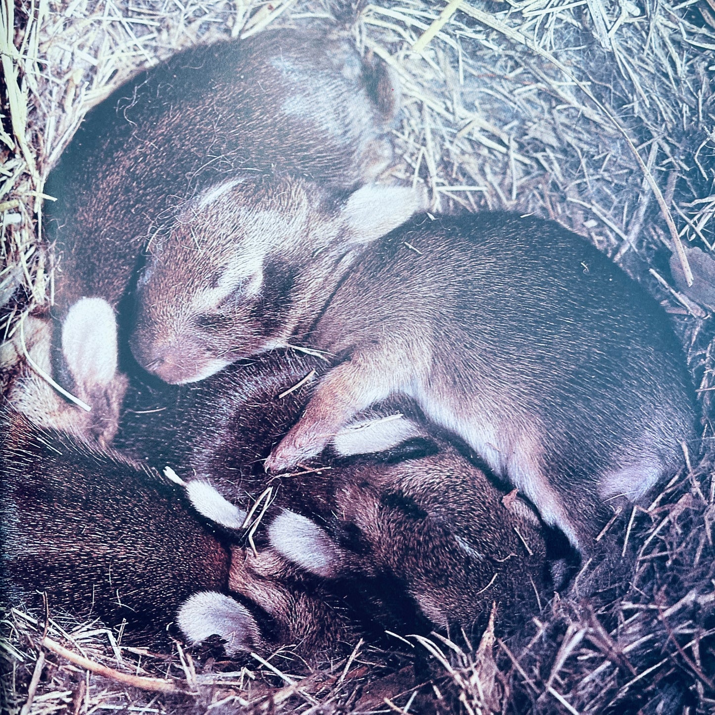 Cottontails: Little Rabbits of Field and Forest (National Geographic Books for Young Explorers)