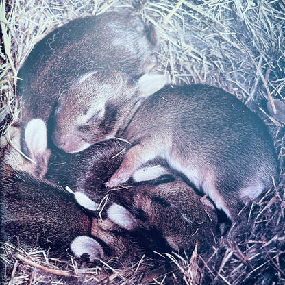 Cottontails: Little Rabbits of Field and Forest (National Geographic Books for Young Explorers)