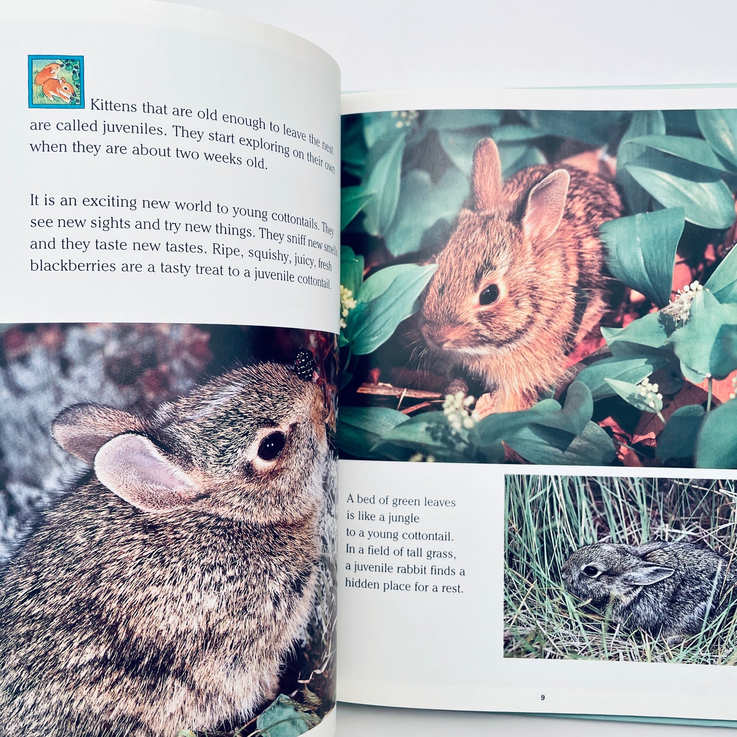Cottontails: Little Rabbits of Field and Forest (National Geographic Books for Young Explorers)