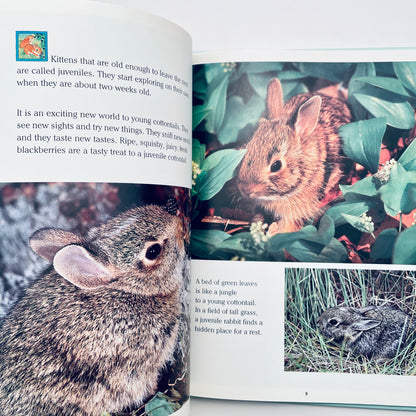 Cottontails: Little Rabbits of Field and Forest (National Geographic Books for Young Explorers)
