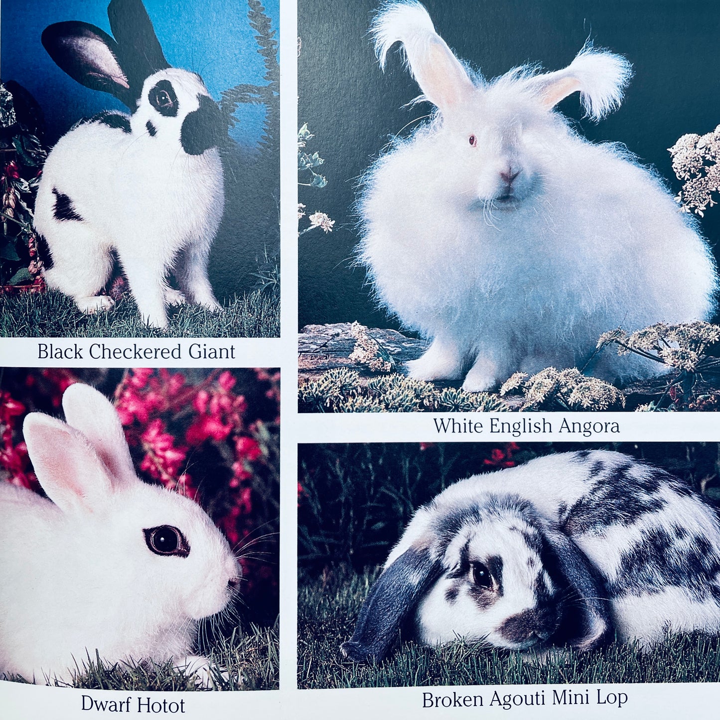 Cottontails: Little Rabbits of Field and Forest (National Geographic Books for Young Explorers)