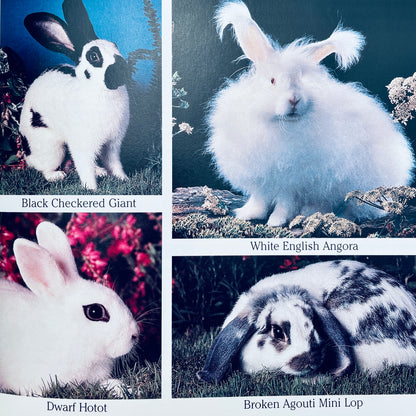 Cottontails: Little Rabbits of Field and Forest (National Geographic Books for Young Explorers)
