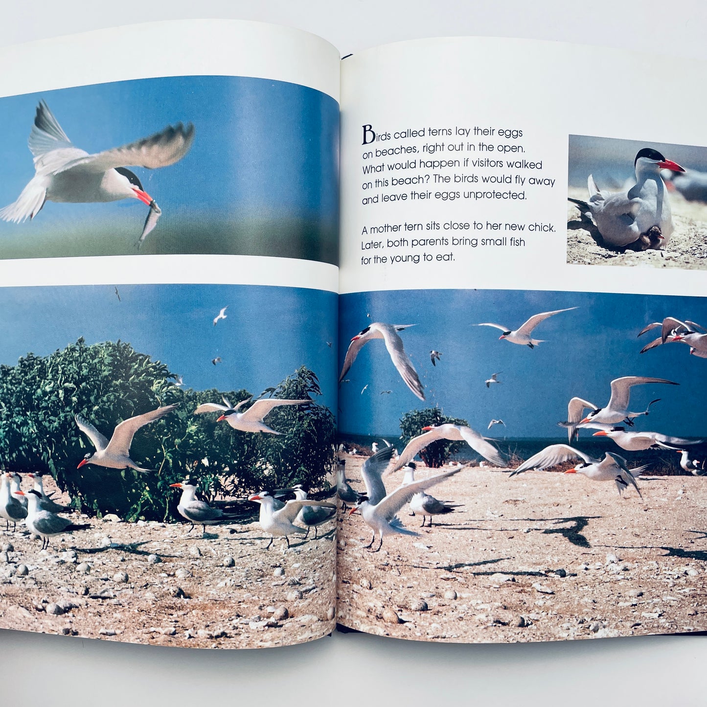 Saving Our Animal Friends (National Geographic Books for Young Explorers)