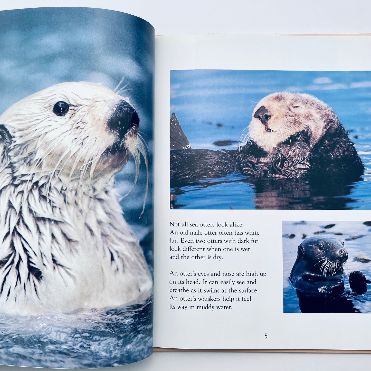 Amazing Otters (National Geographic Books for Young Explorers)