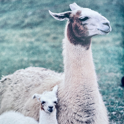 Animals of the High Mountains (National Geographic Books for Young Explorers)