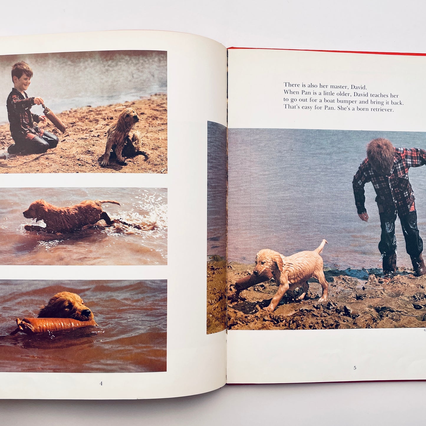 Dogs Working for People (National Geographic Books for Young Explorers)