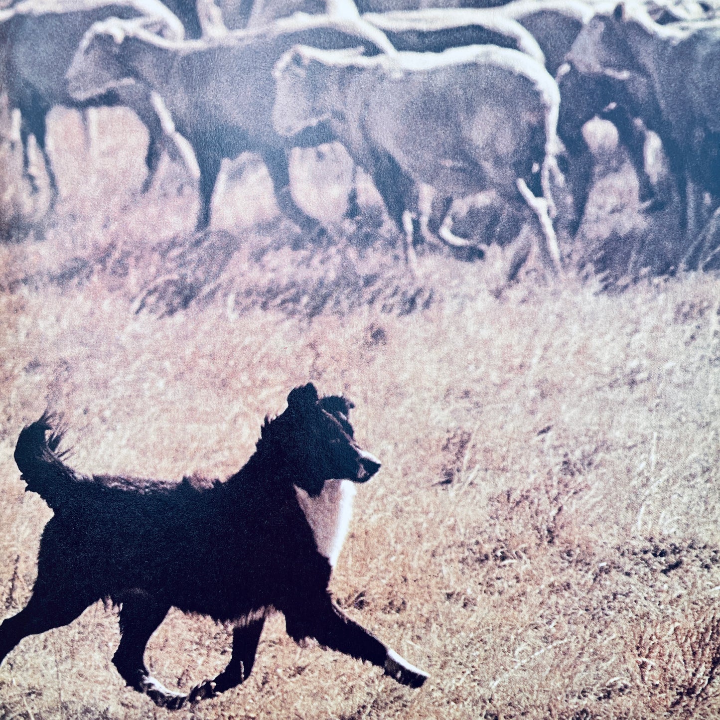 Dogs Working for People (National Geographic Books for Young Explorers)