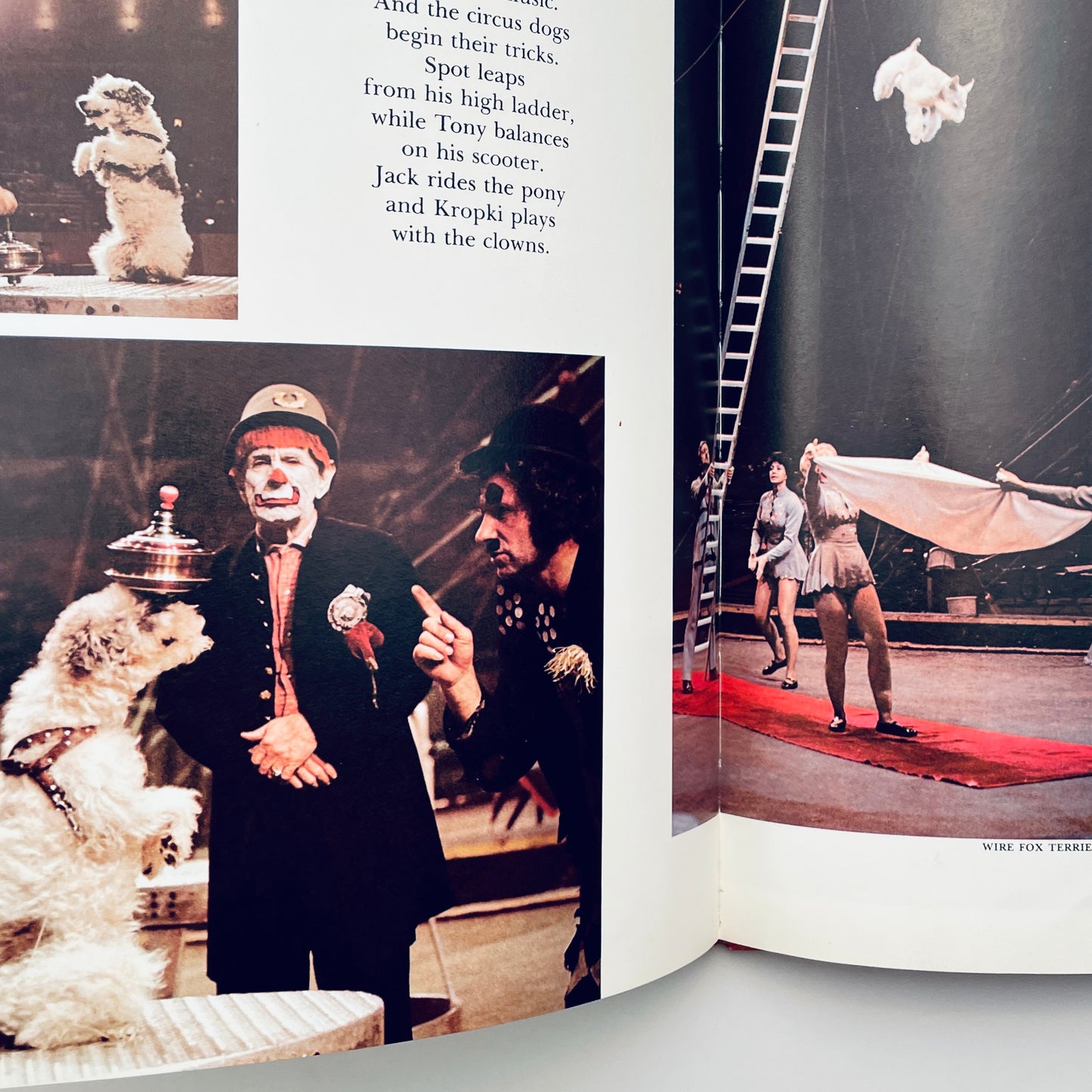Dogs Working for People (National Geographic Books for Young Explorers)