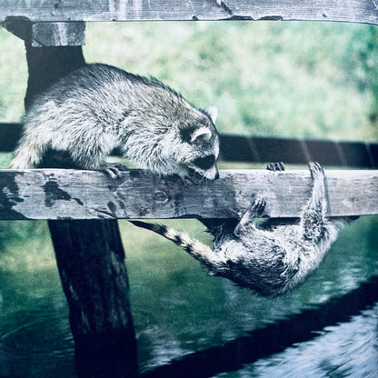 Raccoons (National Geographic Books for Young Explorers)