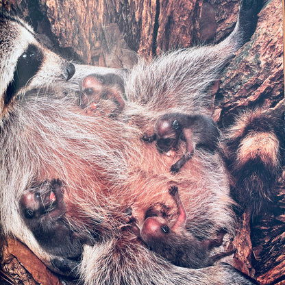 Raccoons (National Geographic Books for Young Explorers)