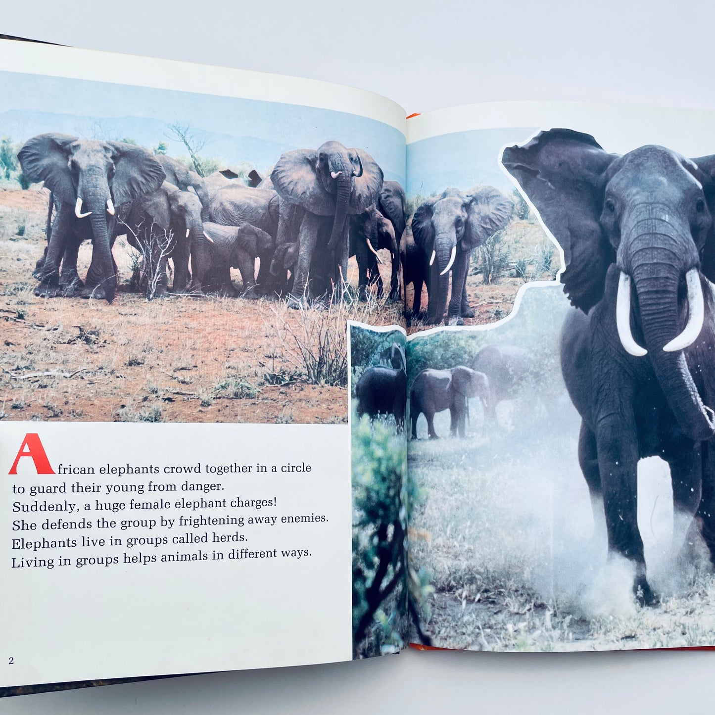 Amazing Animal Groups (National Geographic Books for Young Explorers)