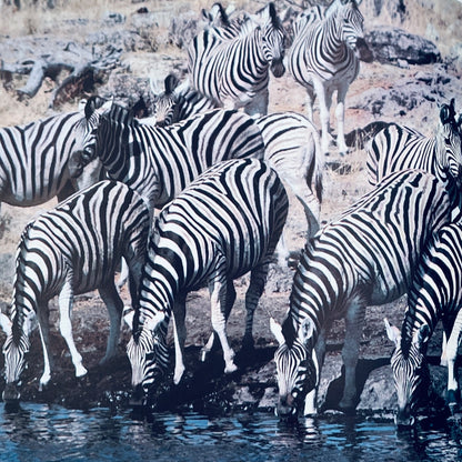 Amazing Animal Groups (National Geographic Books for Young Explorers)