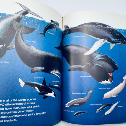 Namu: Making Friends with a Killer Whale (National Geographic Books for Young Explorers)