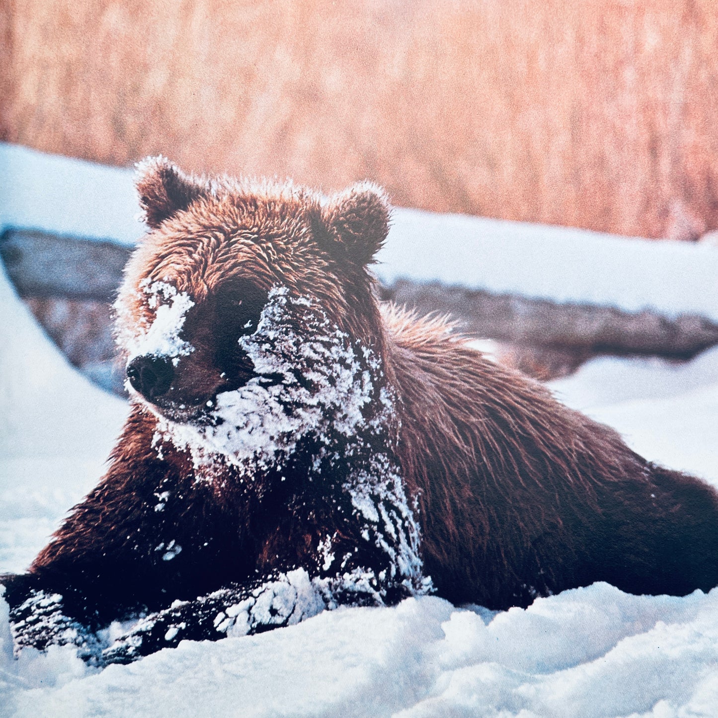 Animals at Play (National Geographic Books for Young Explorers)