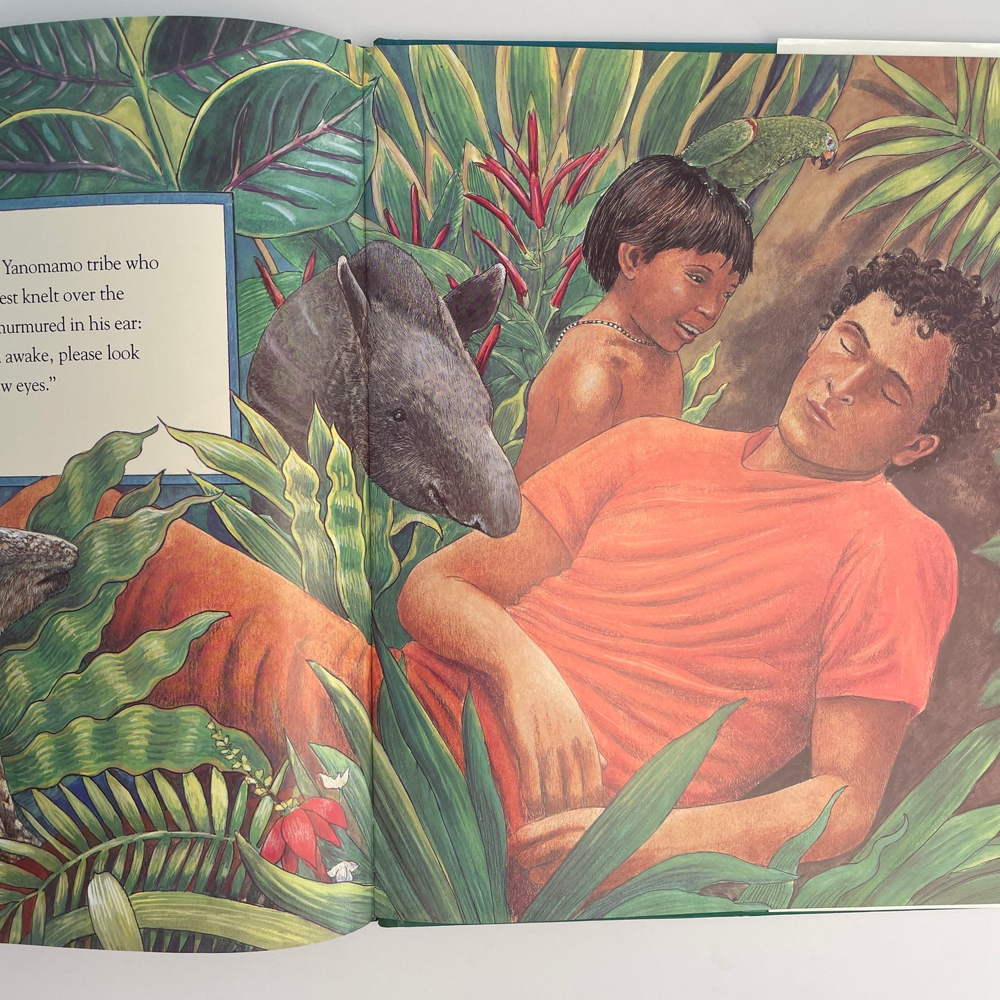 The Great Kapok Tree