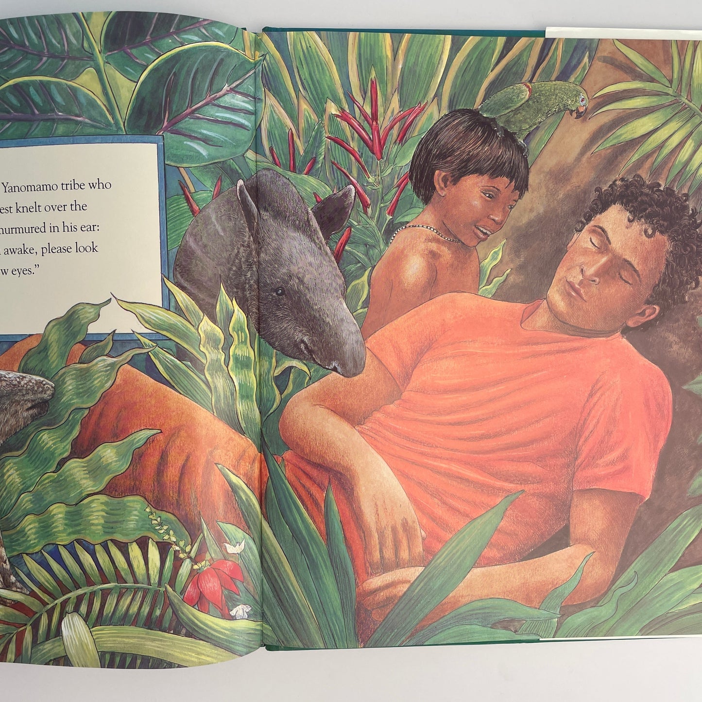 The Great Kapok Tree