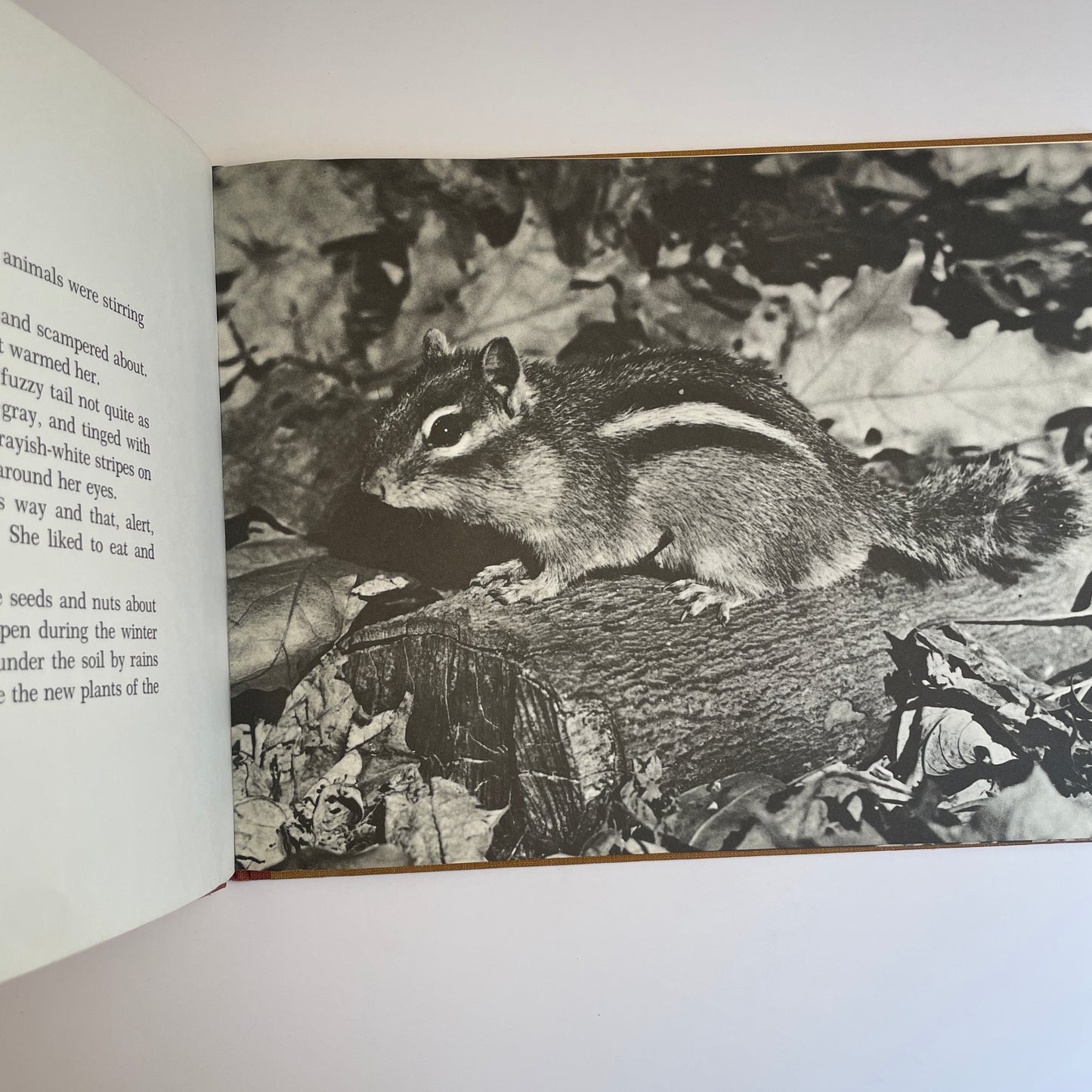 A Chipmunk Lives Here