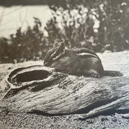 A Chipmunk Lives Here