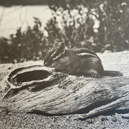 A Chipmunk Lives Here