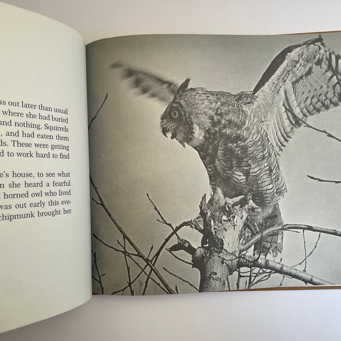 A Chipmunk Lives Here