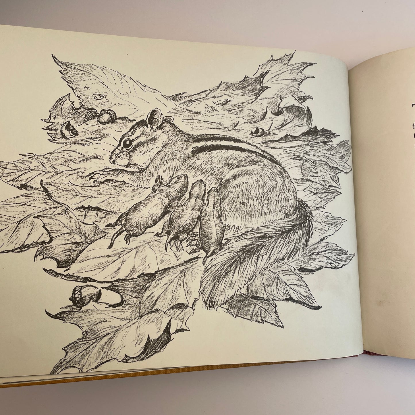 A Chipmunk Lives Here