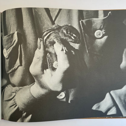 A Chipmunk Lives Here