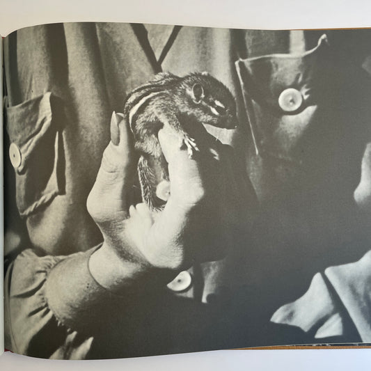 A Chipmunk Lives Here