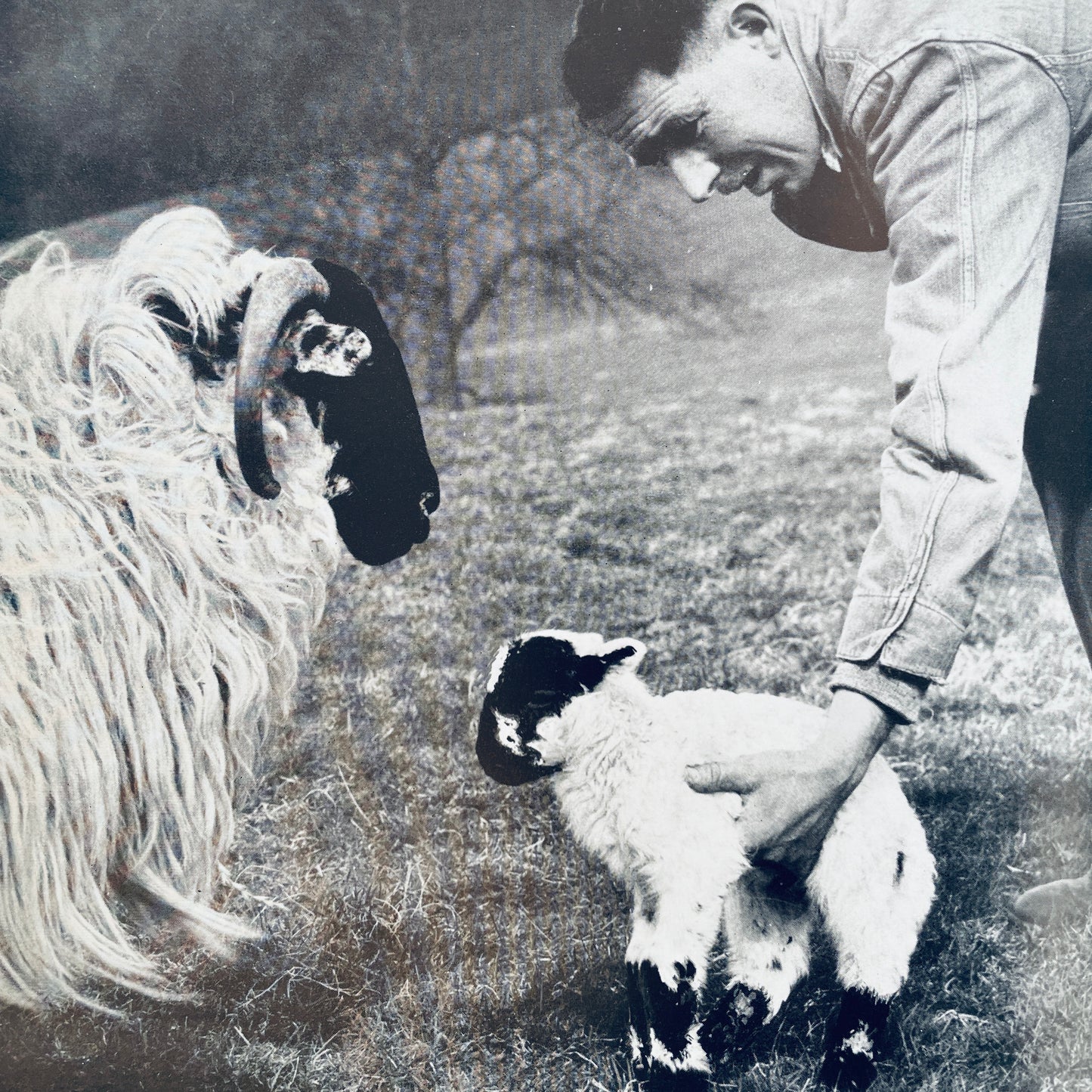 The Story of a Scottish Blackface Lamb