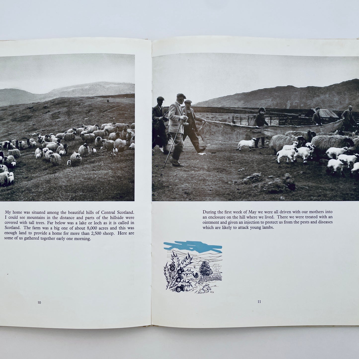 The Story of a Scottish Blackface Lamb