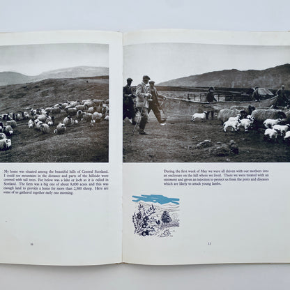 The Story of a Scottish Blackface Lamb