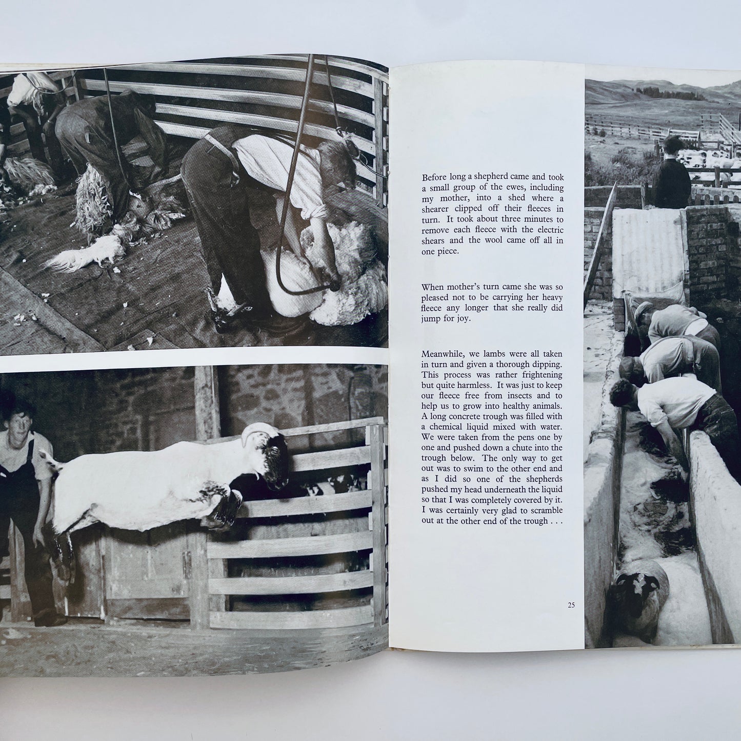 The Story of a Scottish Blackface Lamb