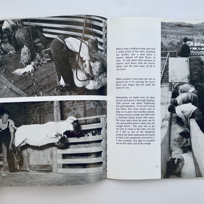 The Story of a Scottish Blackface Lamb