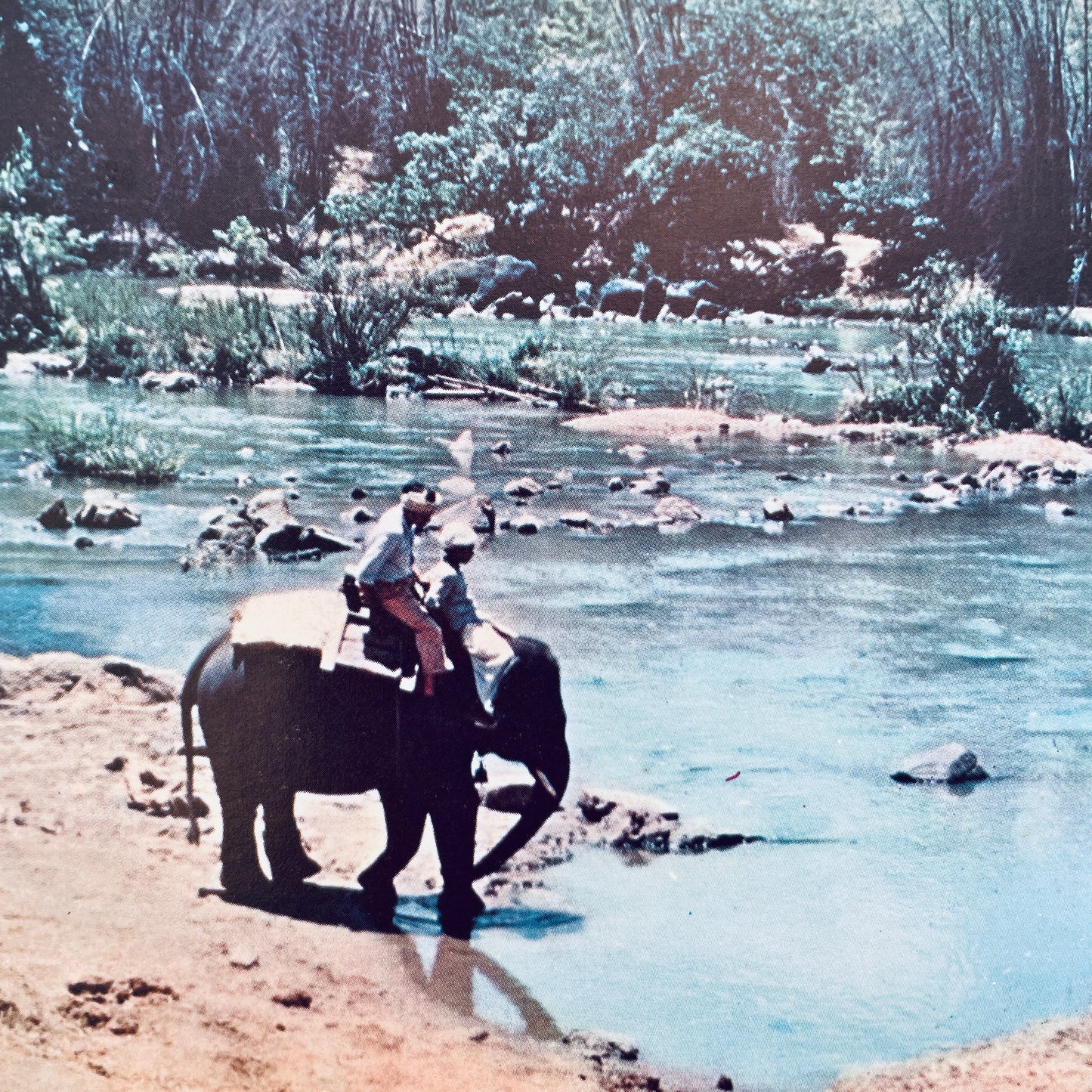 Elephant Baby (Encyclopaedia Britannica True-to-Life Books)