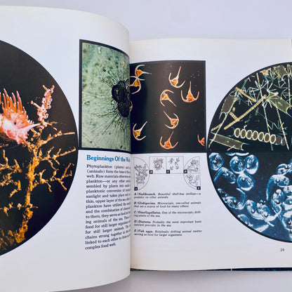The Ocean World of Jacques Cousteau: Oasis in Space, Vol 1