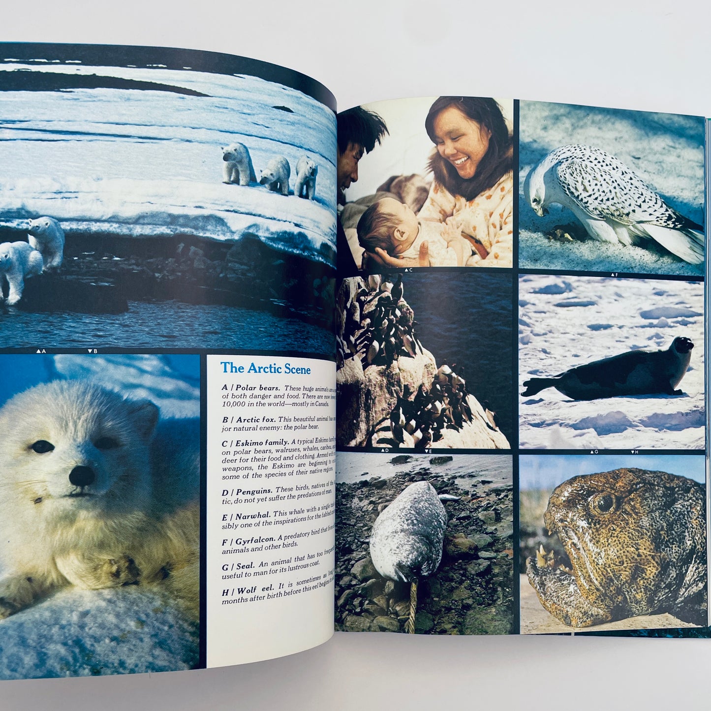 The Ocean World of Jacques Cousteau: Oasis in Space, Vol 1
