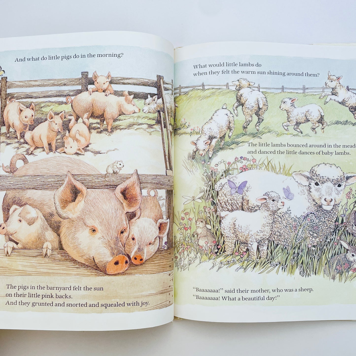 Baby Animals