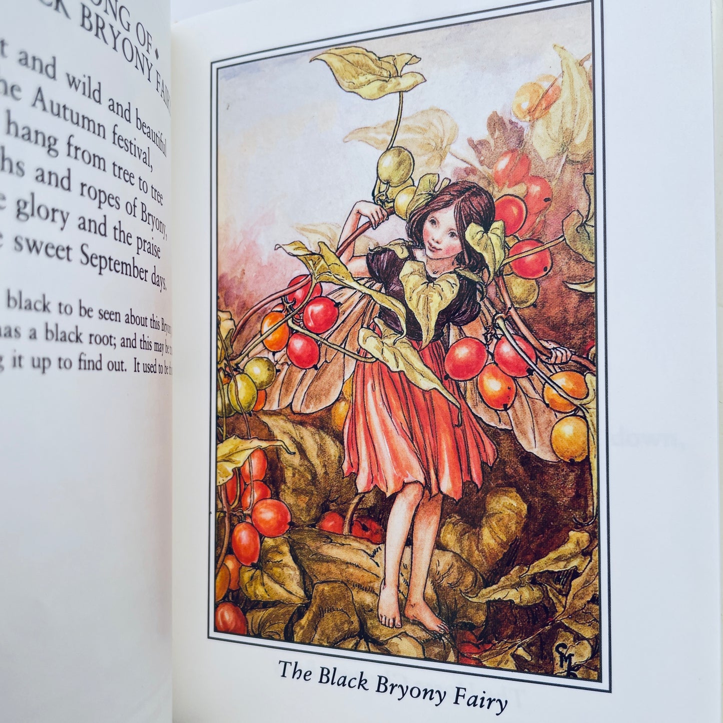 Flower Fairies of the Autumn