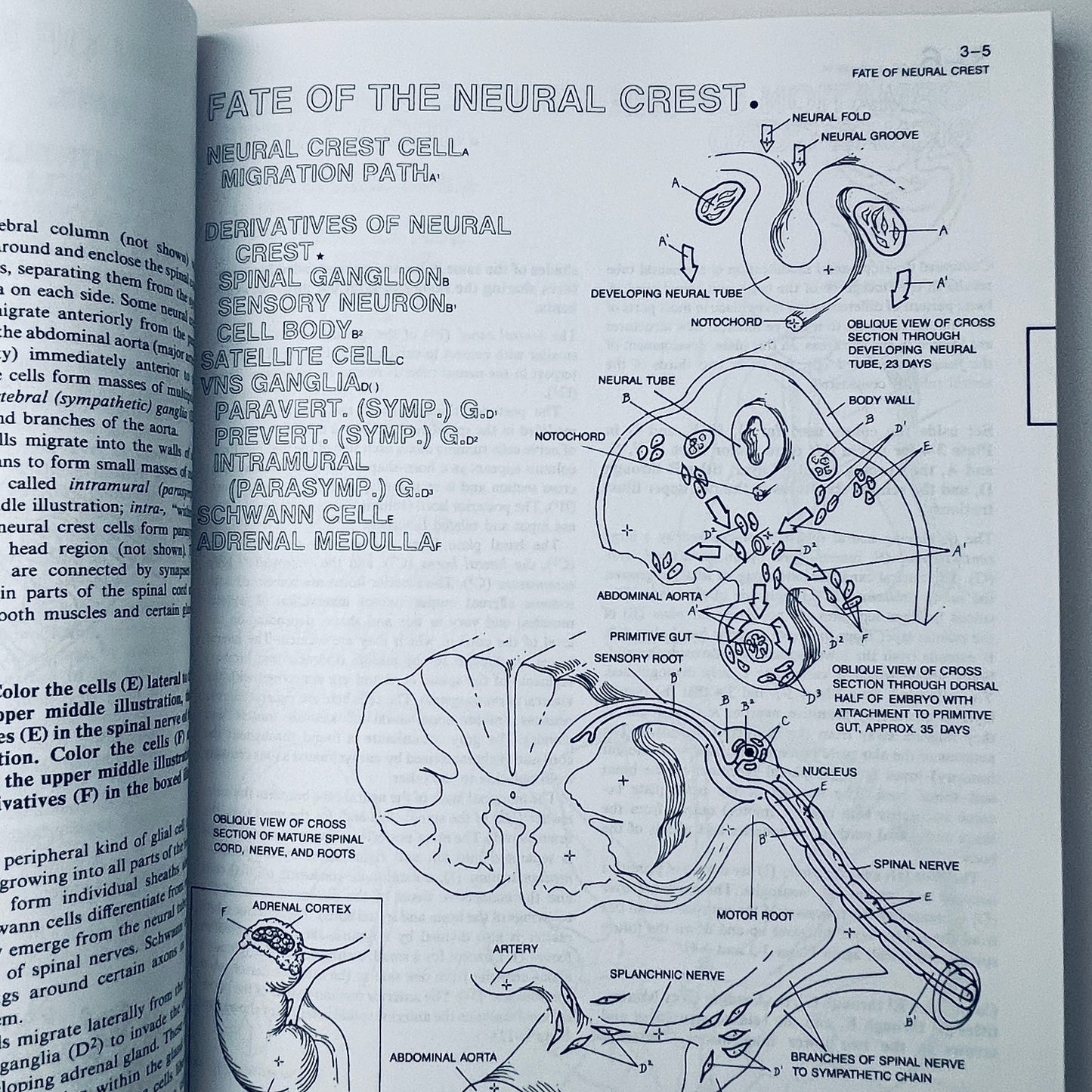 The Human Brain Coloring Book