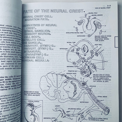The Human Brain Coloring Book