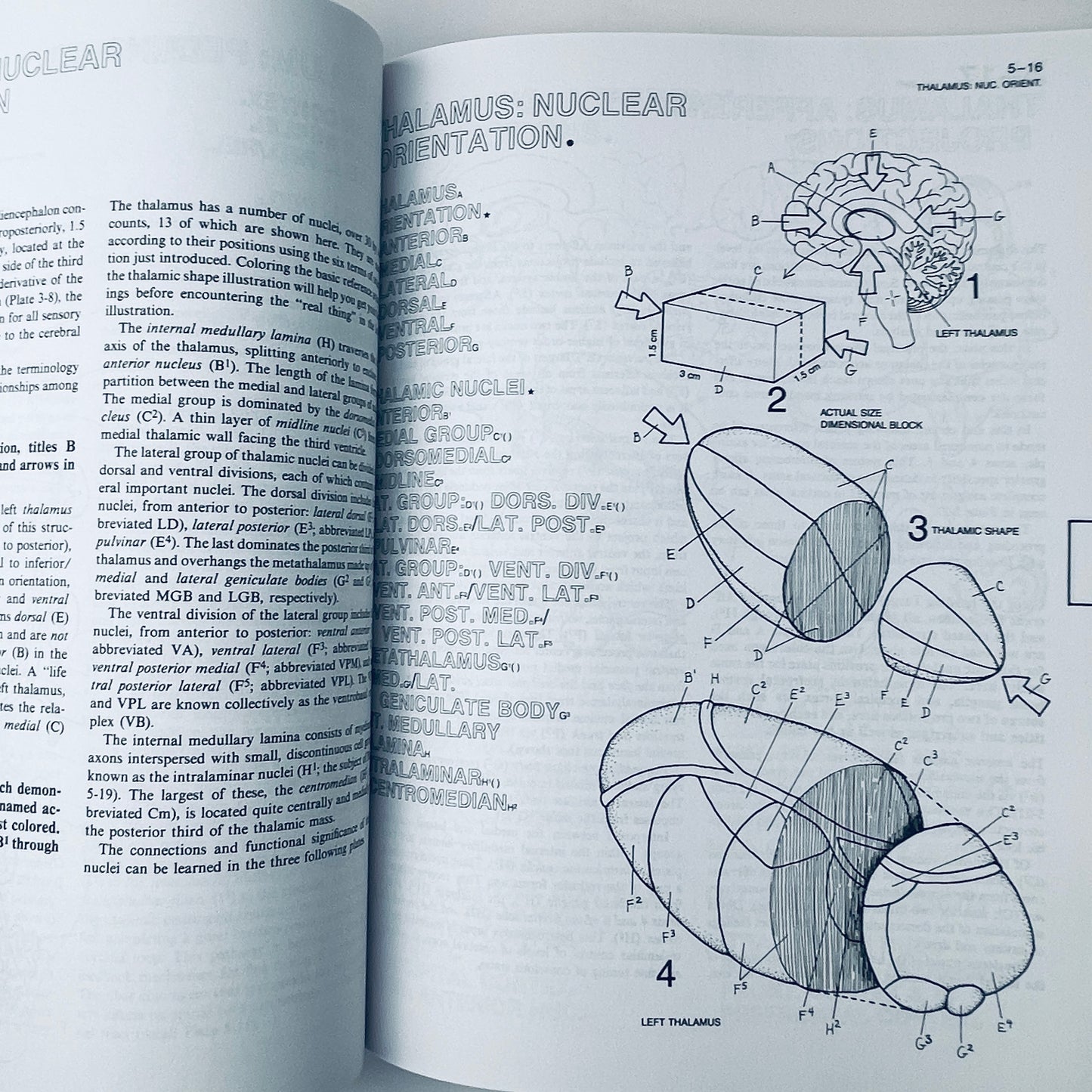 The Human Brain Coloring Book